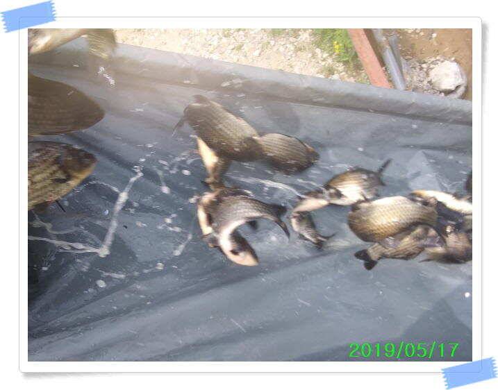 붕어낚시 수곡낚시터 연이은 붕어 대박조황5월18일 및 축양붕어 추가 방류 소식 (유료터정보 - 유료터점주조황)