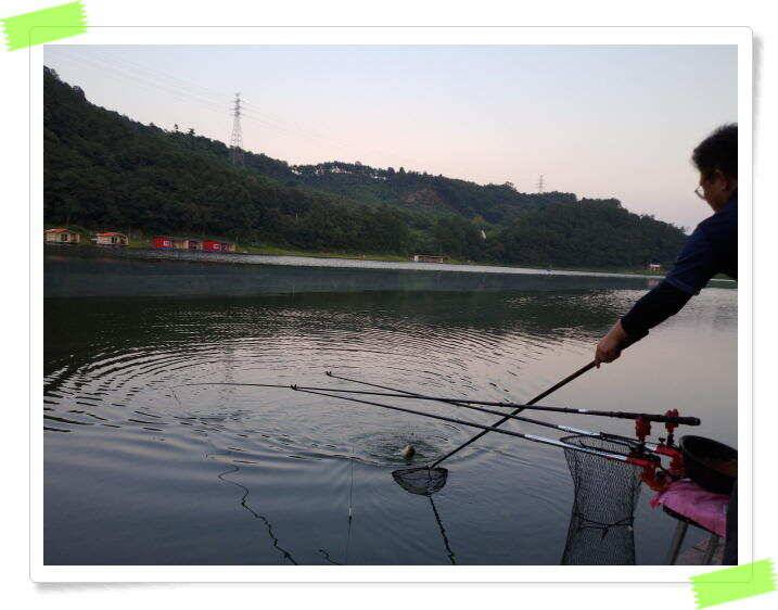 양평 힐링 수곡낚시터 일요일도 주말에이어 고른조황 꾸준하며 조과편차는 있었습니다 (유료터정보 - 유료터점주조황)