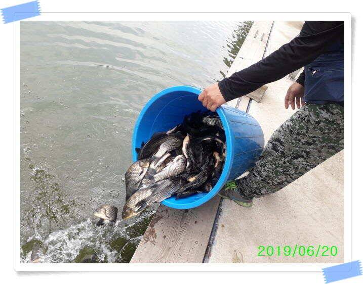 양평 수곡낚시터 오늘도 오전부터 붕어들이 계속나오면서 꾸준한 조황이 이어집니다 (유료터정보 - 유료터점주조황)