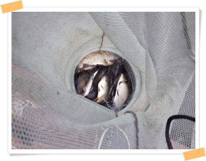 양평낚시터 힐링 수곡낚시터 주말조황 괜찬습니다 주말 붕어방류 조황안내 (유료터정보 - 유료터점주조황)