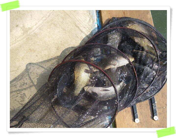 수곡낚시터 주말 및 일요일 조황 안내 (유료터정보 - 유료터점주조황)