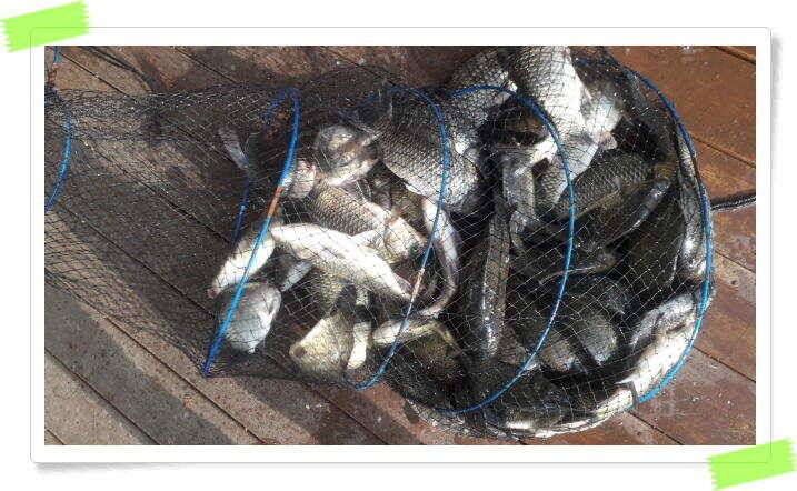 민물낚시 양평 힐링 수곡낚시터 꾸준한 주중 조황 이어지며 고르게 붕어들이 나와주네요 (유료터정보 - 유료터점주조황)