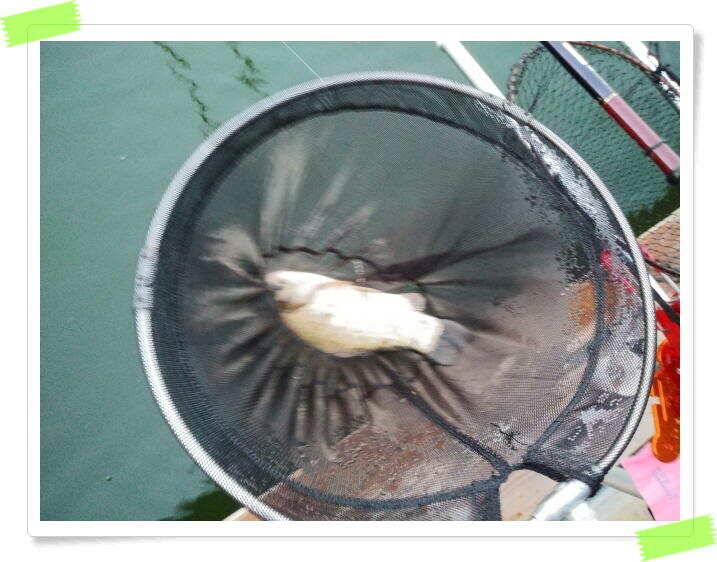 양평 힐링 수곡낚시터 일요일도 주말에이어 고른조황 꾸준하며 조과편차는 있었습니다 (유료터정보 - 유료터점주조황)