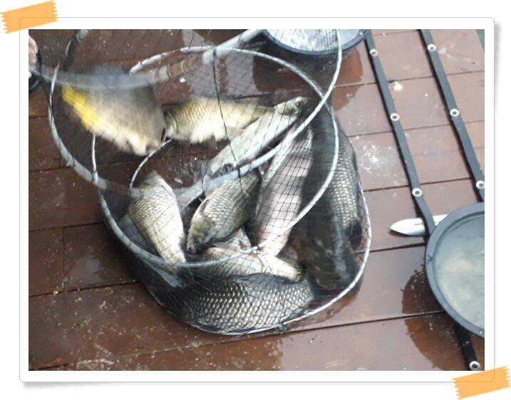 좌대낚시 노지낚시 양평 수곡낚시터 단비에 오름수위가 좋습니다 토요일에도 붕어방류 합니다 (유료터정보 - 유료터점주조황)