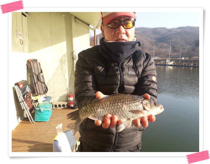 수곡낚시터 주중 조황 및 붕어 방류 안내 (유료터정보 - 유료터점주조황)