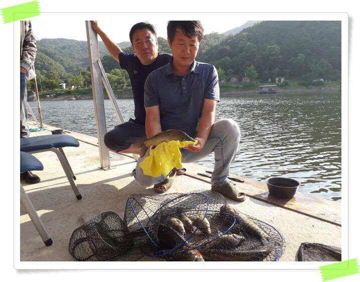 수곡낚시터 금일 붕어방류 및 조황 소식 안내 7월6일 (유료터정보 - 유료터점주조황)