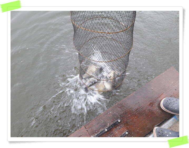힐링 양평 수곡낚시터 주중조황 6월19일 및 붕어 방류 (유료터정보 - 유료터점주조황)