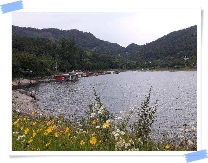 양평낚시터 힐링 수곡낚시터 주말조황 괜찬습니다 주말 붕어방류 조황안내 (유료터정보 - 유료터점주조황)