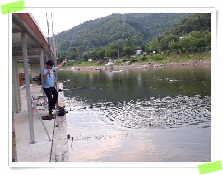 수곡낚시터 붕어조황 7월13일 더 좋은 조과가 이어집니다 오늘도 붕어방류 합니다 (유료터정보 - 유료터점주조황)