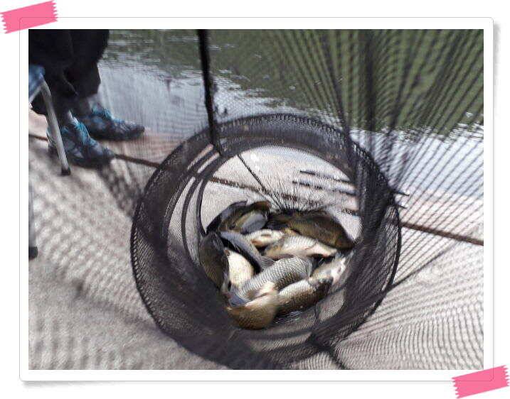 양평 수곡낚시터 꾸준하고 고른조황 이어지네요 오늘도 축양된 튼실한 붕어 대량 방류 했습니다 (유료터정보 - 유료터점주조황)
