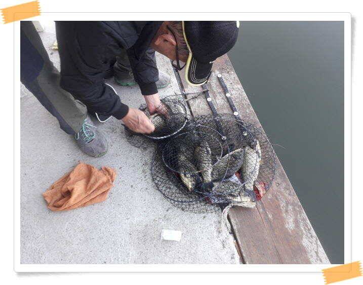 양평 수곡낚시터 주말 붕어방류 붕어조황 안내 (유료터정보 - 유료터점주조황)