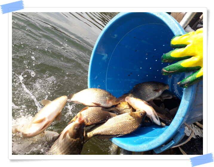 fish_pay_04c14_121800_32170.jpg
