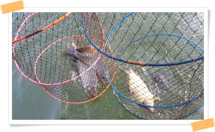 fish_pay_05aae_052126_84715.jpg