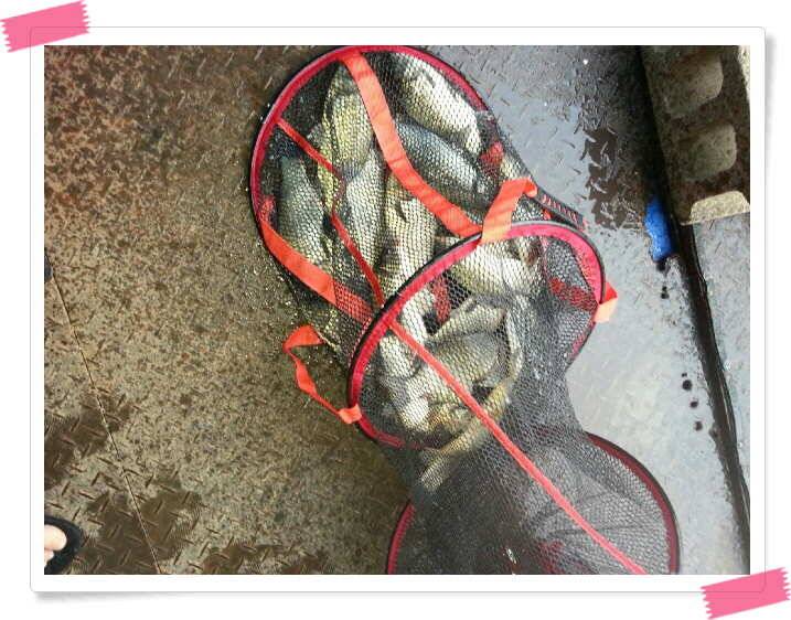 양평 수곡낚시터 호조황및 붕어 대량방류 이어졌습니다 (유료터정보 - 유료터점주조황)