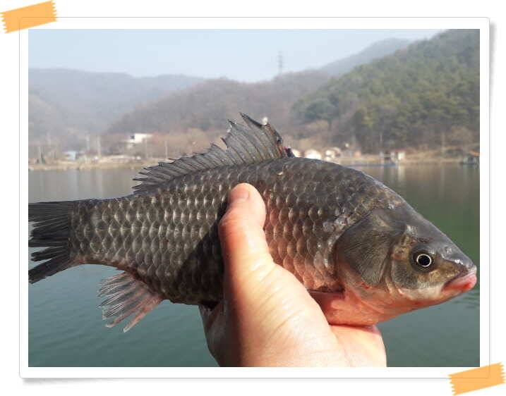 양평수곡낚시터 주중조황 좋아졌습니다 (유료터정보 - 유료터점주조황)