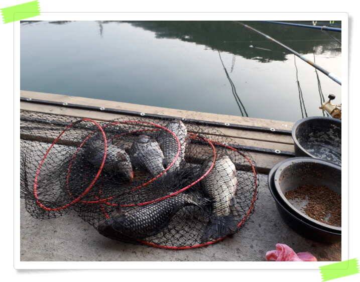힐링양평 수곡낚시터 주중조황 및 붕어방류 안내 (유료터정보 - 유료터점주조황)