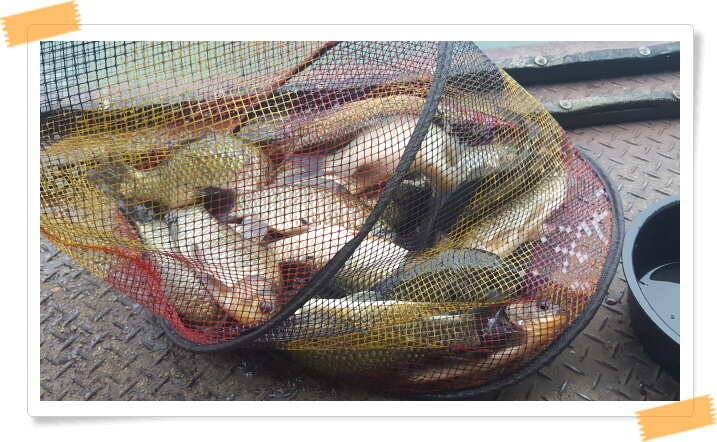 fish_pay_1dc04_121006_84589.jpg