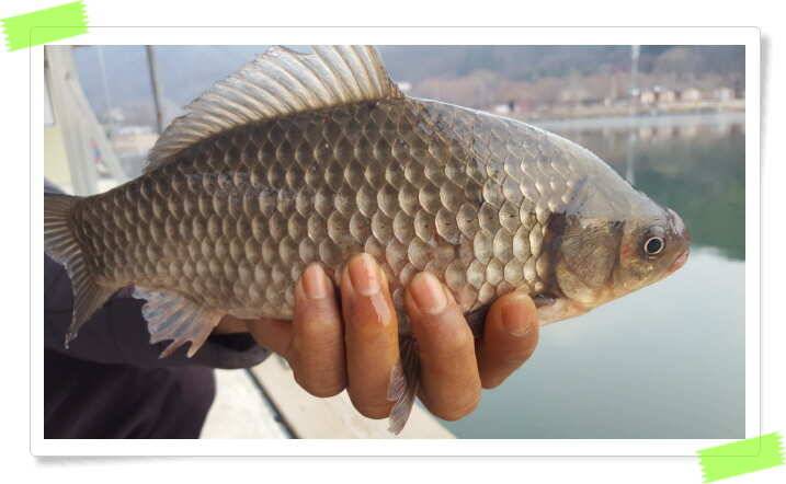 양평 수곡낚시터 주중조황 좋아지고 있으며 노지잔교 물낚시 가능합니다 (유료터정보 - 유료터점주조황)