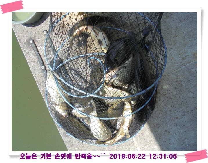 도심속의 작은 쉼터 화성 관리낚시터입니다조황 사진 올립니다 (유료터정보 - 유료터점주조황)