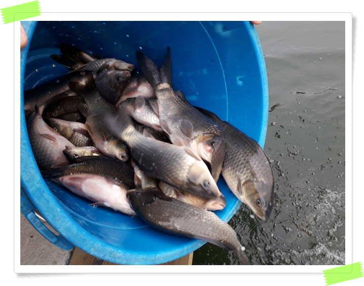 양평 수곡낚시터 붕어 대량방류 및 좌대할인행사 설연휴 무휴개장 안내 (유료터정보 - 유료터점주조황)
