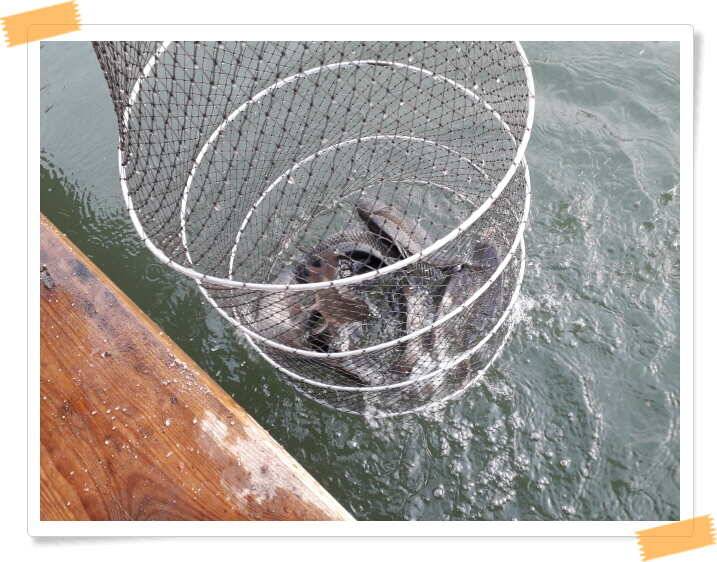 fish_pay_23f24_021416_24208.jpg