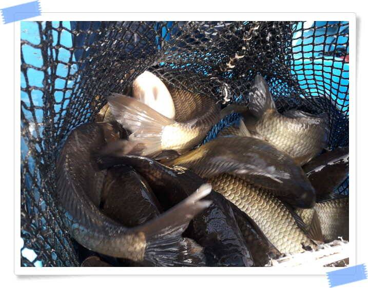 fish_pay_31e16_121757_48362.jpg