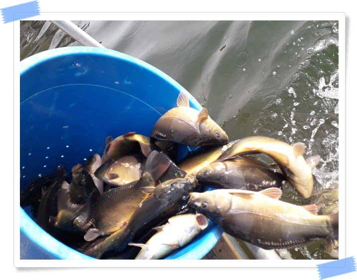 fish_pay_34f3a_121752_38399.jpg