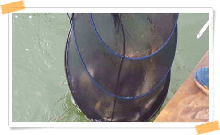 fish_pay_381e0_121023_50088.jpg