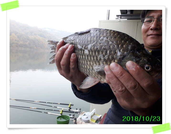 양평 수곡낚시터 대호만 자연산 토종붕어 대량방류 및 주중조황 (유료터정보 - 유료터점주조황)