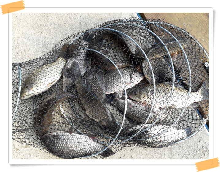 fish_pay_3c7c8_021404_59624.jpg