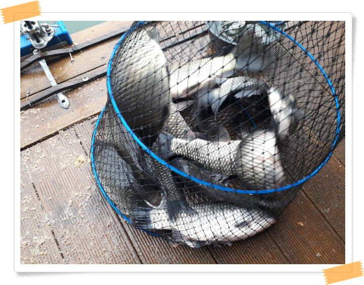 fish_pay_4195c_021343_66614.jpg