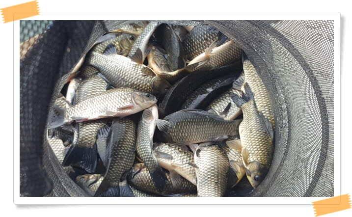 fish_pay_49c8d_121029_10336.jpg
