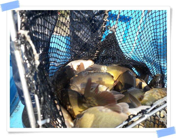 fish_pay_51764_121749_37937.jpg