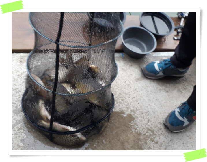 수곡낚시터 주중 붕어조황 좋으며 노지 포인트 조황도 조황도 좋습니다 (유료터정보 - 유료터점주조황)