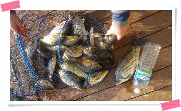 fish_pay_5e06a_121645_33135.jpg