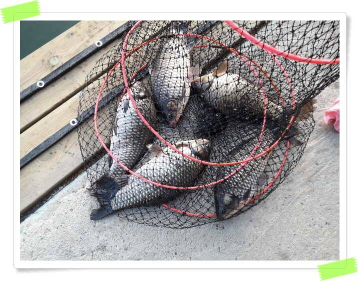 힐링양평 수곡낚시터 주중조황 및 붕어방류 안내 (유료터정보 - 유료터점주조황)