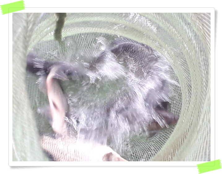 양평 수곡낚시터 좌대 할인행사 및 주말일요일 조황 과 붕어방류 (유료터정보 - 유료터점주조황)