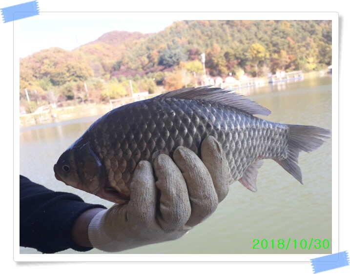 양평 수곡낚시터 주중 호조황 및 자연산 대호만 토종붕어 초대량 방류 (유료터정보 - 유료터점주조황)