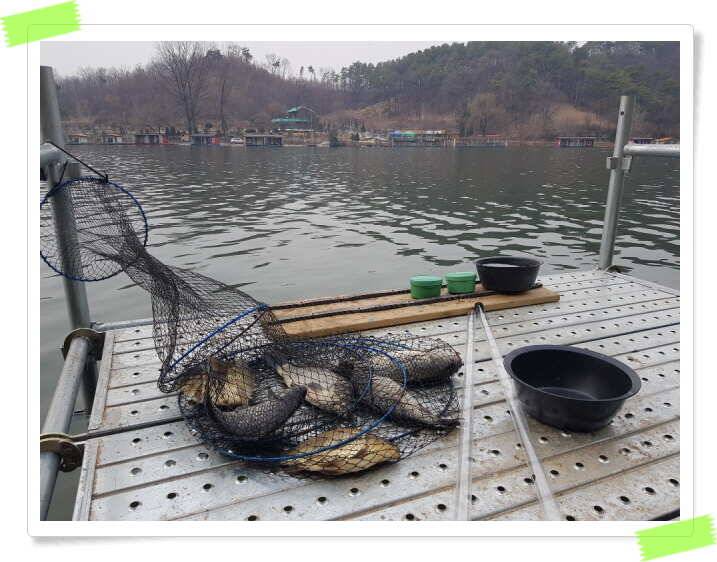 수곡낚시터 주중 붕어조황 좋으며 노지 포인트 조황도 조황도 좋습니다 (유료터정보 - 유료터점주조황)