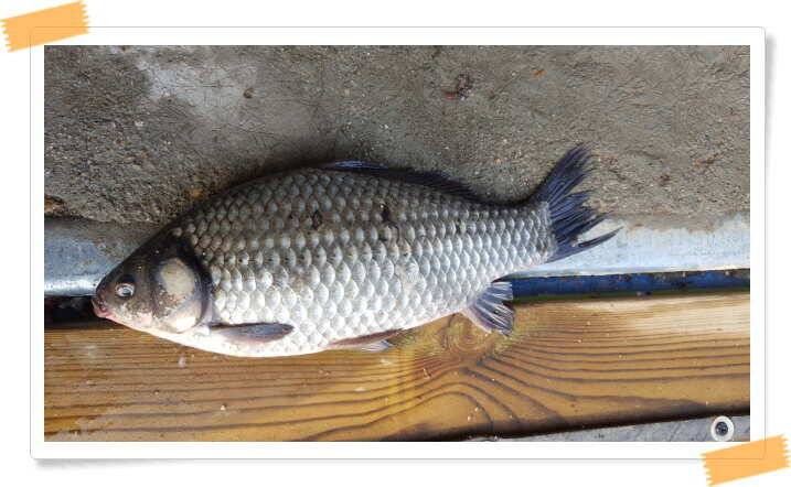 fish_pay_8282f_052115_57419.jpg
