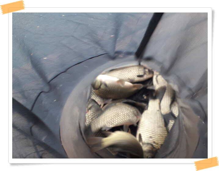 fish_pay_8dd4f_021353_69796.jpg