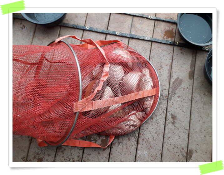 수곡낚시터 주중 붕어조황 좋으며 노지 포인트 조황도 조황도 좋습니다 (유료터정보 - 유료터점주조황)