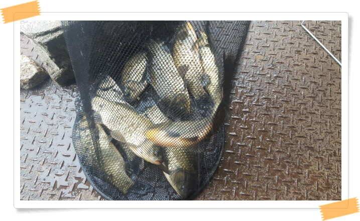 fish_pay_953ca_121016_24036.jpg