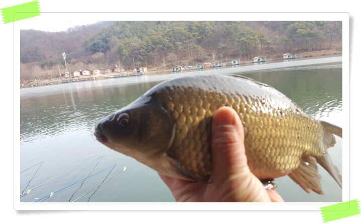 양평 수곡낚시터 주말 조황 및 수상좌대 할인 (유료터정보 - 유료터점주조황)