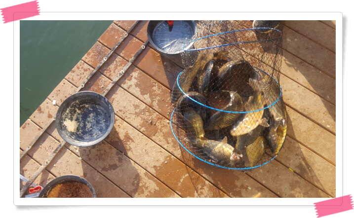 fish_pay_9b508_121714_82088.jpg