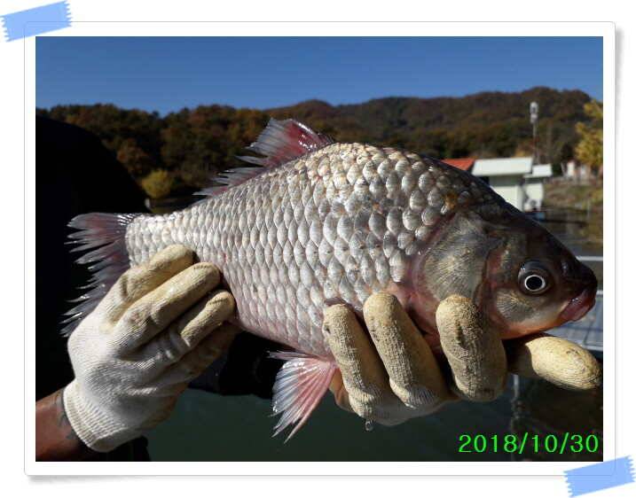 양평 수곡낚시터 주중 호조황 및 자연산 대호만 토종붕어 초대량 방류 (유료터정보 - 유료터점주조황)