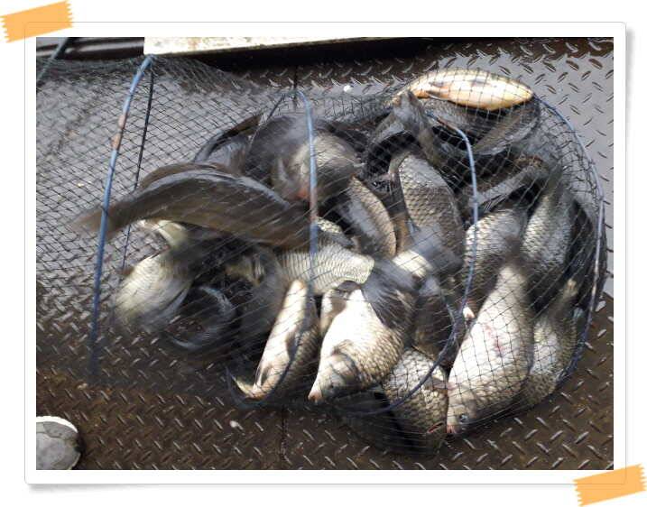 fish_pay_ab0e8_021333_26086.jpg