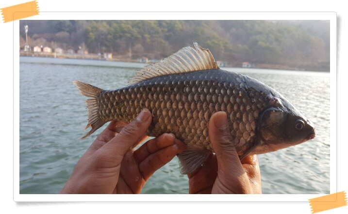 fish_pay_afaf3_052118_83853.jpg