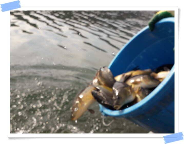 fish_pay_afeb2_121755_67198.jpg