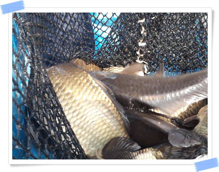 fish_pay_b1013_121744_48041.jpg